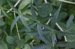 Culver's root